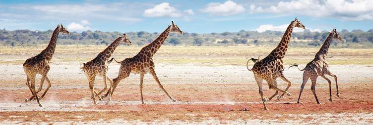 Etosha National Park