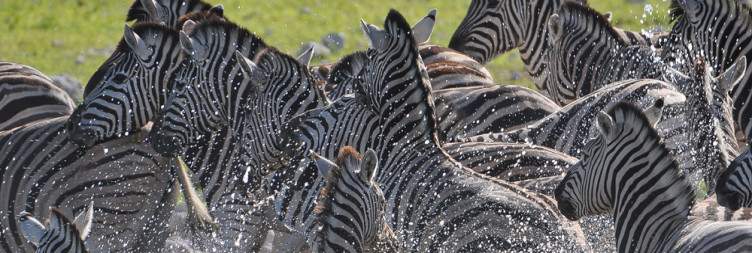 Full-Day Etosha National Park Safari