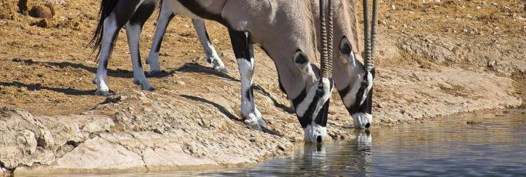 Plains and Predators – Another Day in Etosha