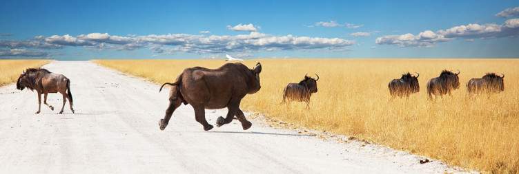 Etosha National Park