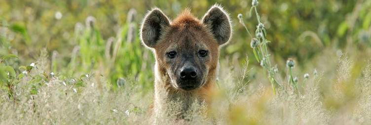 Etosha National Park