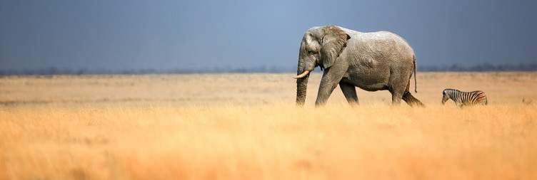 Etosha National Park