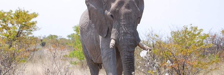 Etosha National Park/Onguma Game Reserve