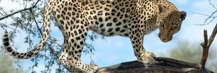 Etosha National Park