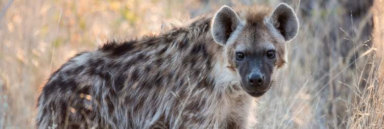 Etosha National Park