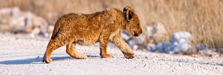 Windhoek - Etosha National Park