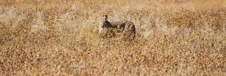 Safari Spectacle – First Encounters in Etosha