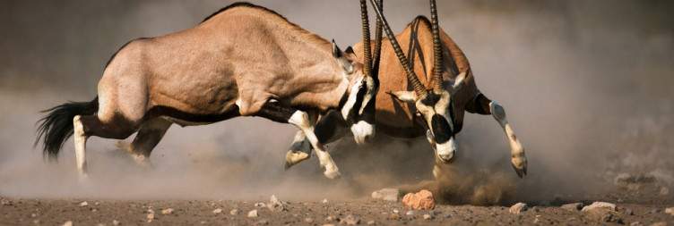 Swakopmund to Etosha National Park