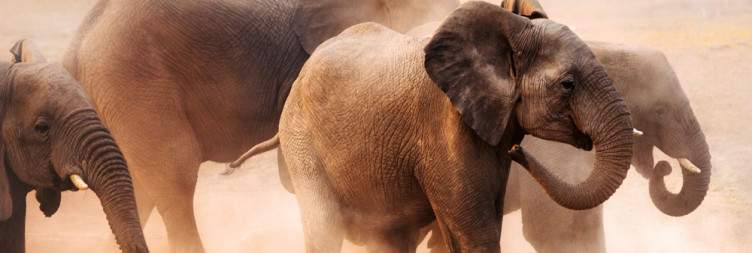Etosha National Park