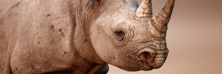 Etosha Wildlife Conservation & Ecology Safari