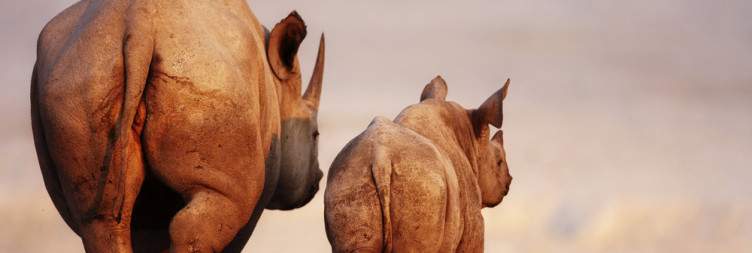 Etosha National Park