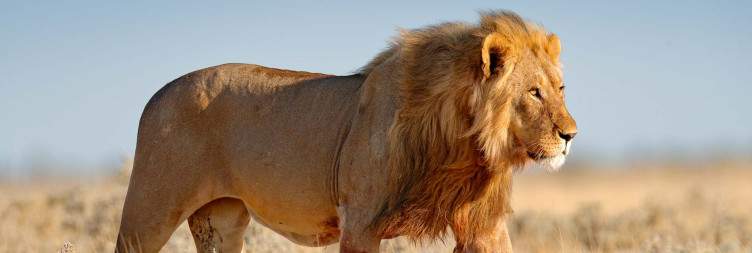 Southern Etosha-First Light to Nightfall Action