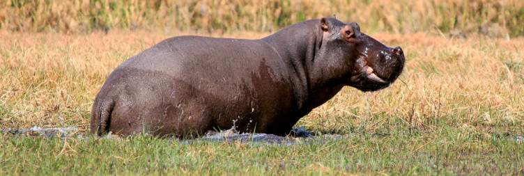 Mahango Game Reserve