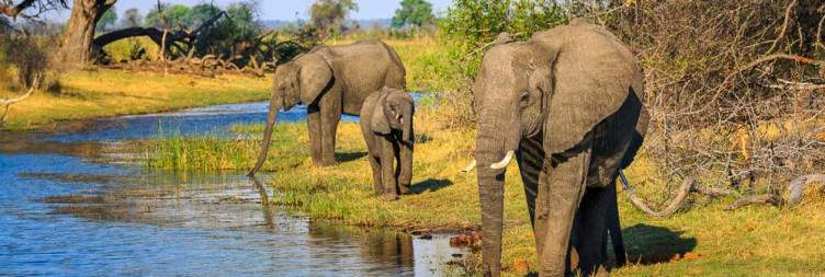 Bwabwata National Park-Kwando River Wilderness & Predator-Rich Bwabwata Safari