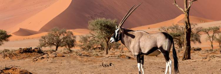 Namib Desert