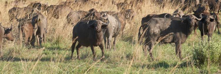 Mudumu & Nkasa Rupara National Parks-Wetland Safari Experience
