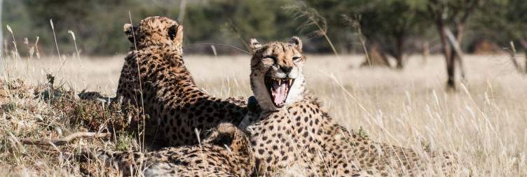 Okonjima Reserve