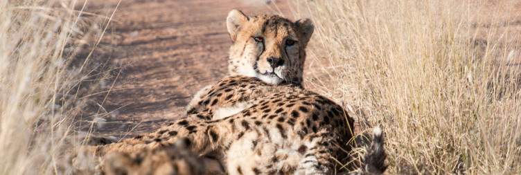 Windhoek to okonjima
