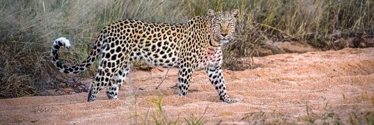 AfriCat Carnivore Conservation & Leopard Tracking-Okonjima Nature Reserve