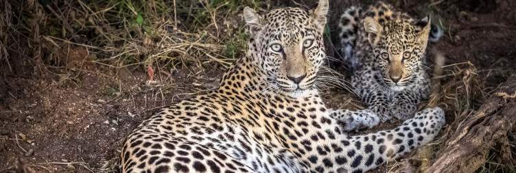 Okonjima & Leopard Tracking