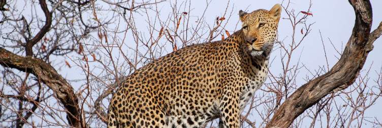 Encounter Predatory Cats of Okonjima