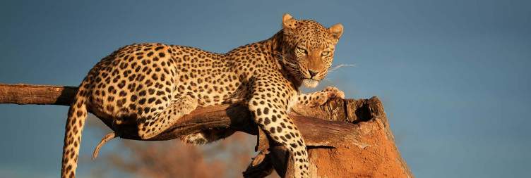 Swakopmund - Okonjima Africat Foundation