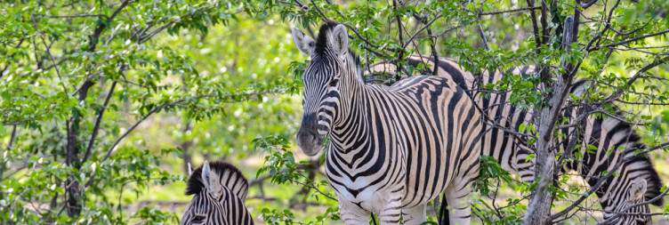 The Vast Beauty of Etosha