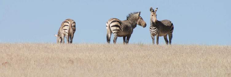 Skeleton Coast Exploration
