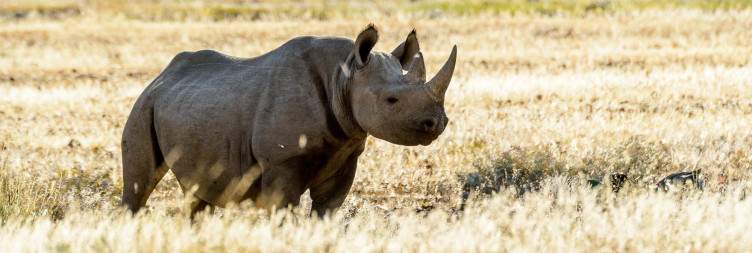 Palmwag/Grootberg Concessions-Desert Black Rhino Conservation Tracking