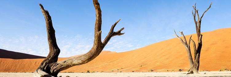 The Desert is Calling