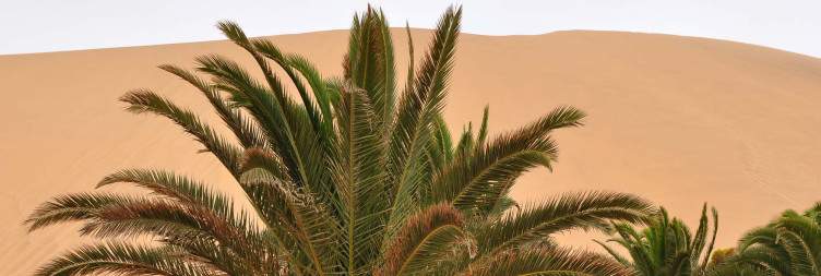 Coastal Adventures – A Day in Swakopmund