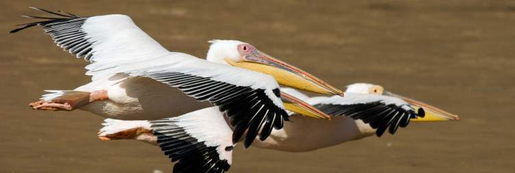 Sossusvlei Dunes & Walvis Bay- Ultimate Namib Desert Adventure