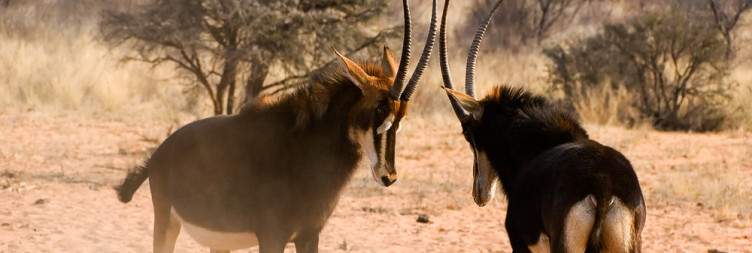 Waterberg
