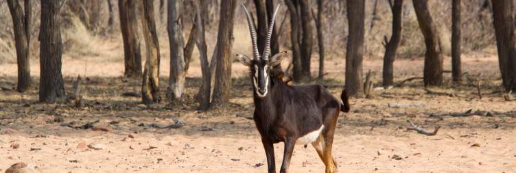 Etosha National Park - Waterberg Plateau Park