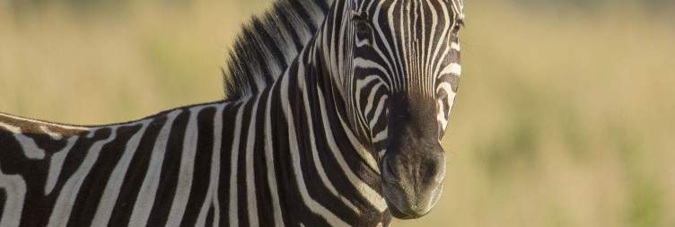Etosha National Park