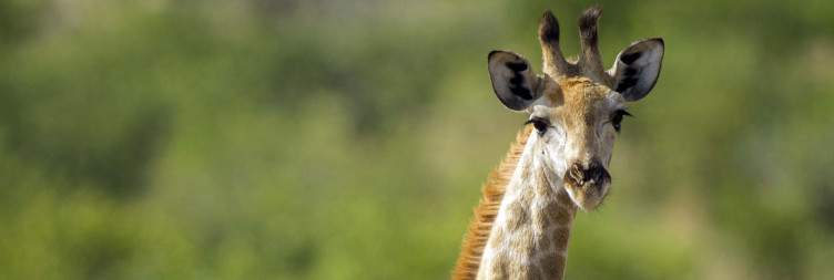 Journey to Western Etosha National Park & Guided Safari Experience