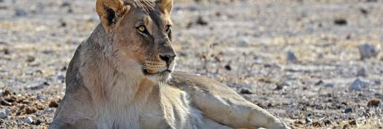 Hobatere Concession-Human/Wildlife Mitigation & Lion Conservation