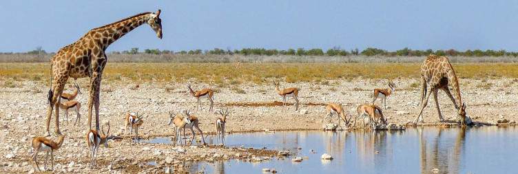 Etosha National Park