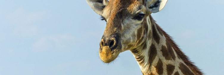 Western Etosha