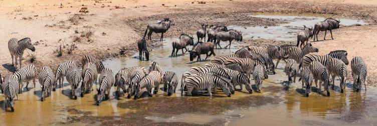 Explore Etosha National Park