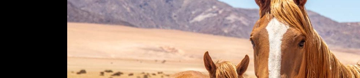 11-Day Budget Namibian Lodging and Tented Camp Safari