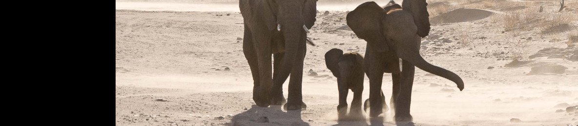 10-Day Namibia-Dunes, Skeleton Coast, Etosha & Leopards