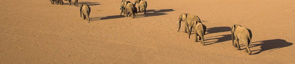 10-Day Desert Adapted Wildlife Expedition Tour