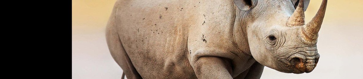16-Day Namibia Wildlife Conservation Expedition Safari