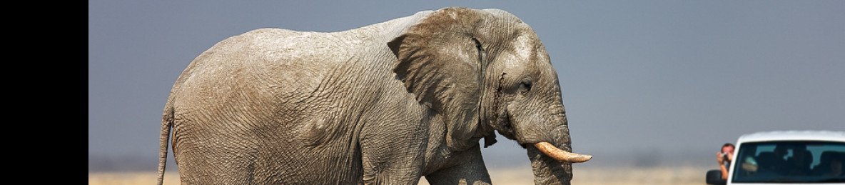 5-Day Etosha Explorer Self-Drive Safari