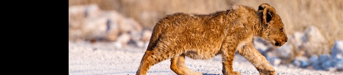 6-Day Etosha, Swakopmund & Sossusvlei Classic Tour