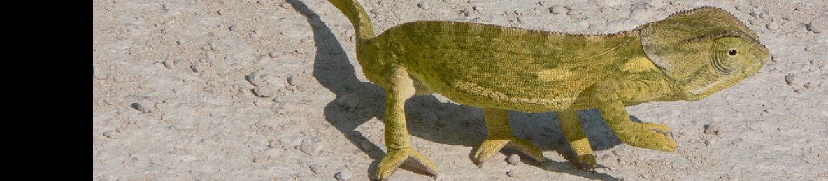 3-Day Etosha Wildlife Safari -Namibia (Camping)