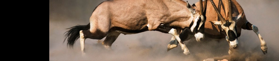 7-Day Etosha National Park-Wildlife Immersion Safari