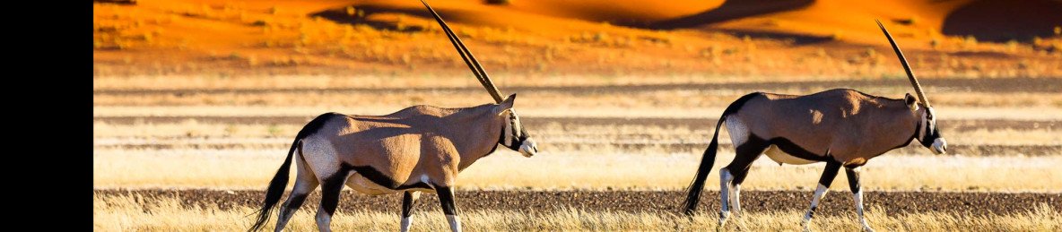 8-Day Renowned Namibian Highlights Group Fly-in Safari