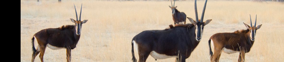 ½-Day Windhoek Wildlife & City Adventure with Lunch
